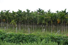 Areca catechu
